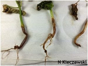Snap beans with brown/red roots presenting symptoms of root rot