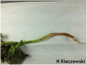 A snap bean sliced to show hollowing of tap root and presence of white/pink fungal mycelia