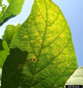 Early symptoms of soybean rust