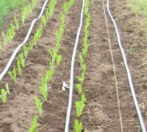  Water distribution from drip tape between rows of lettuce