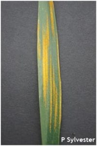 A wheat leaf with characteristic stripe rust lesions