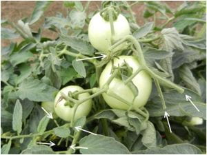 Aborted flowers and fruit (arrows) on tomato plant caused by high temperatures