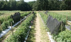 Tomato plants covered with a 30% shade cloth after fruit set