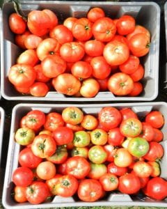Tomatoes in the top bin were harvested from shaded areas with white plastic mulch, tomatoes in the bottom bin were harvested from non-shaded areas with black mulch.