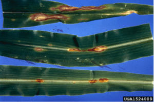 Foliar symptoms of Anthracnose of corn