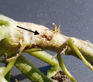 Squash vine borer larva entrance hole in stem (arrow)