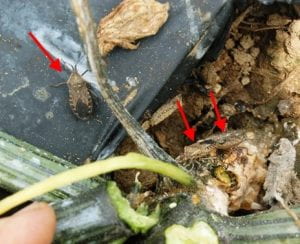 Three squash bug adults at base of plant (arrows)