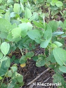 Soybeans with herbicide damage to lower tissues.