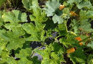 Pumpkin plant infected with WMV