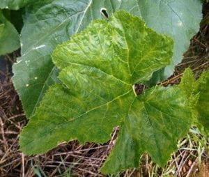 Pumpkin plant infected with one virus