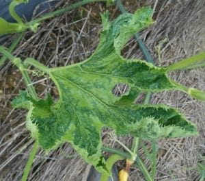 Pumpkin plant infected with 2 viruses