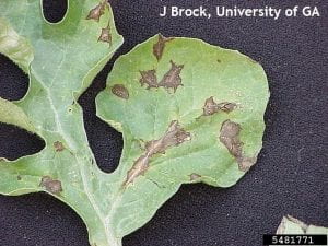 Anthracnose lesions on cucurbits