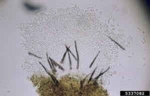Close up of Colletotrichum fruiting body with characteristic “eyelash” setae and spores.