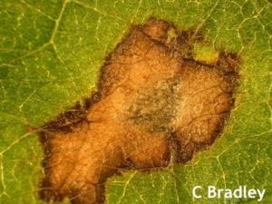 Closeup of Frogeye leaf spot lesion