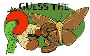 Guess the Pest! logo