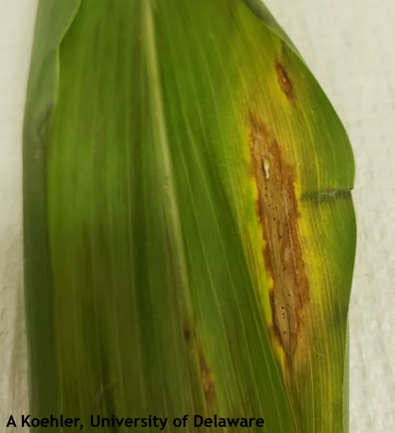 Symptoms of Diplodia Leaf Streak in corn