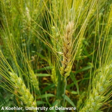 Wheat head showing bleached florets from Fusarium Head Blight