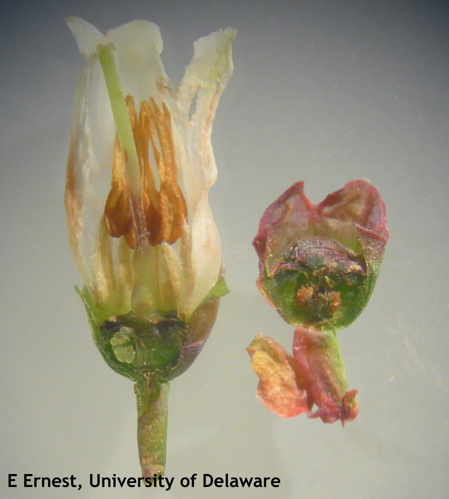 The blueberry fruit on the right was damaged by freezing temperatures and will not mature. Seeds inside the ovary have turned brown. The flower on the left was not frozen, seeds remain plump and green.