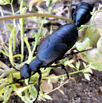 shiny black beetle with round head
