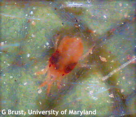 Overwintered two spotted spider mite female with orangish-red coloration