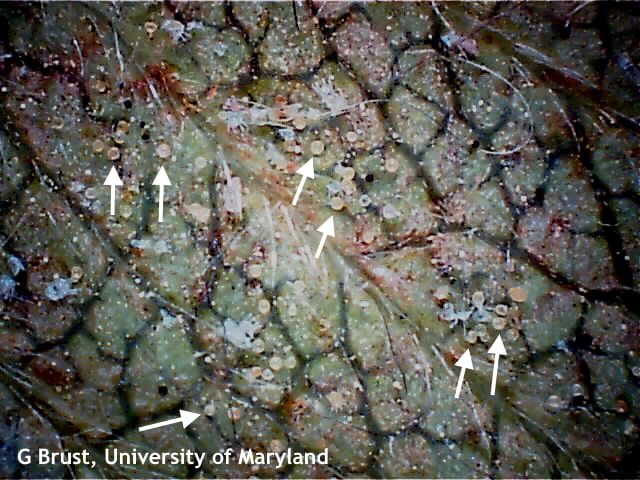 Many two spotted spider mite eggs (arrows) on back of a leaf