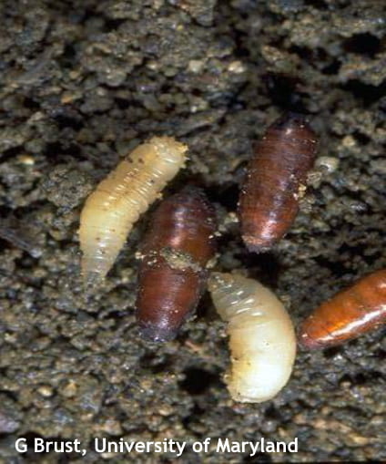 Seed maggot larvae and pupae