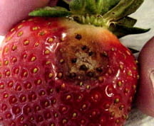 anthracnose on strawberry fruit