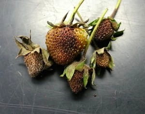 leather rot on strawberry fruit