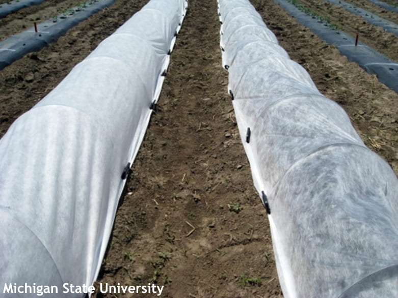 rows with low tunnel covers