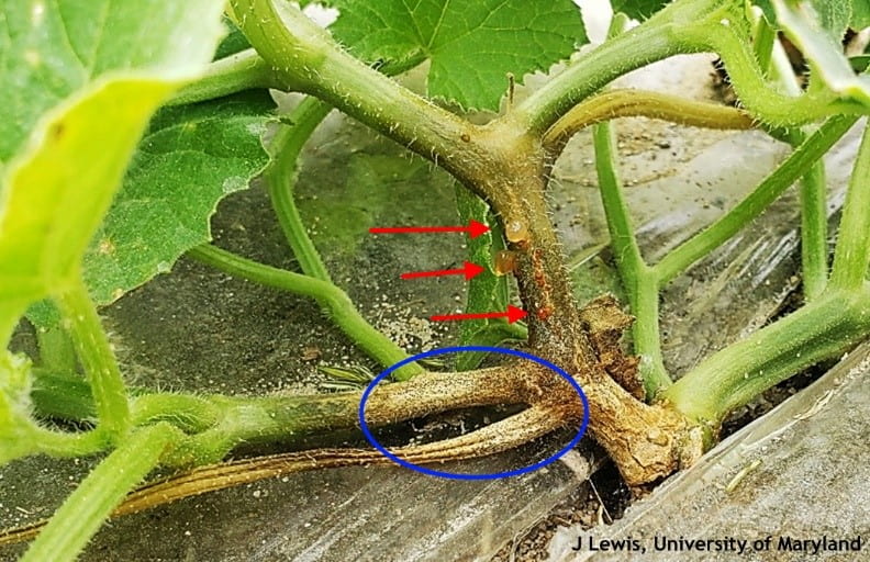 Base of plant with tan lesions
