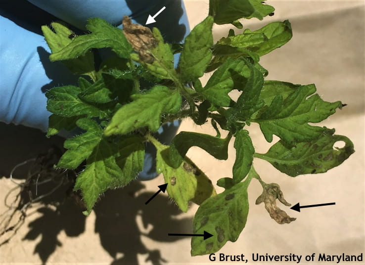 Tomato transplant with brown lesions similar to watermelon lesions
