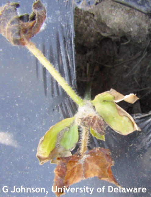 Watermelon plant with dead leaves and damaged growing point but with live buds at the leaf axil and cotyledons. This plant is marginal on the potential for regrowth