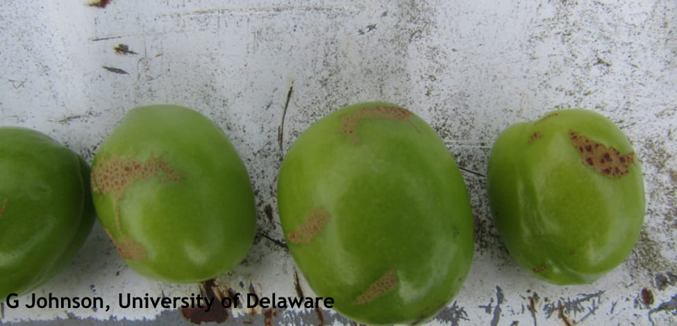 Plum Curculio damage on plums. Note the crescent shaped egg laying scar.