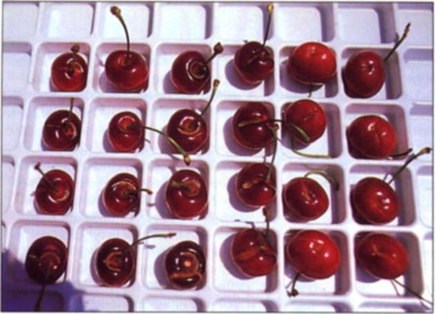 types of cracking in cherries