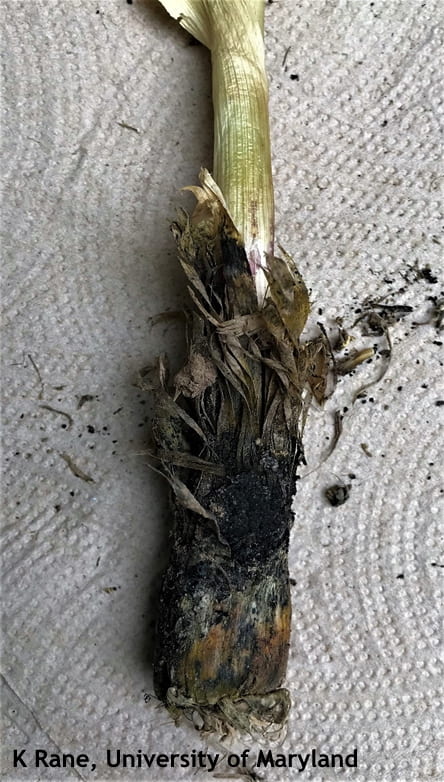 White rot on garlic plant
