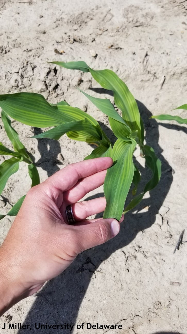 Yellowing of new growth on corn due to S deficiency