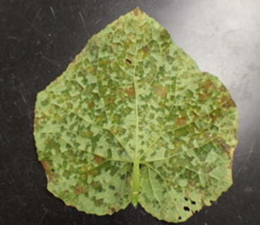 Water soaked lesions, a symptom of cucurbit downy mildew