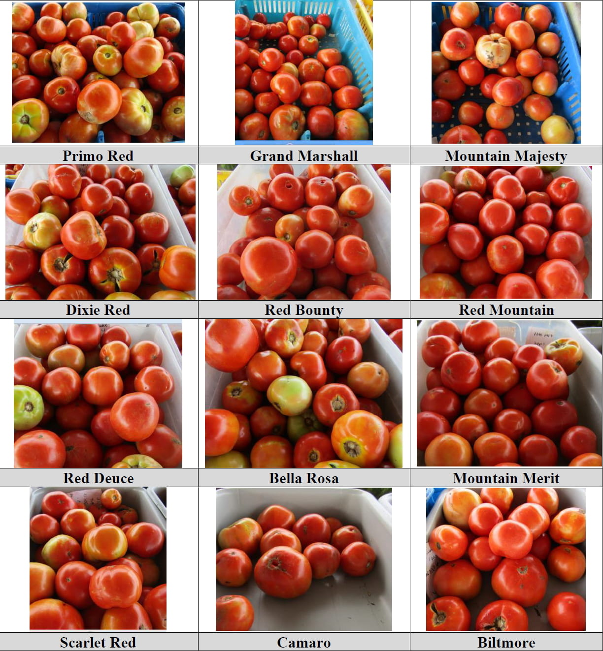 some of the varieties from the 2019 trial