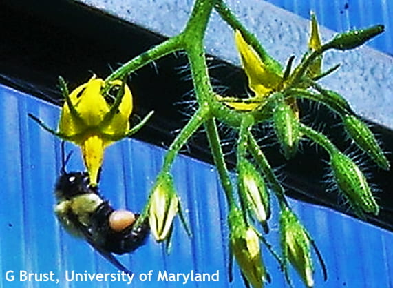Bumblebee visiting tomato flower results in pollination.