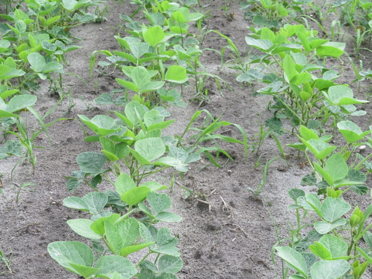 Glyphosate plus dicamba applied at V-2 stage