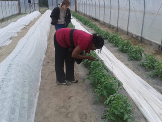 High tunnel tomatoes with row covers
