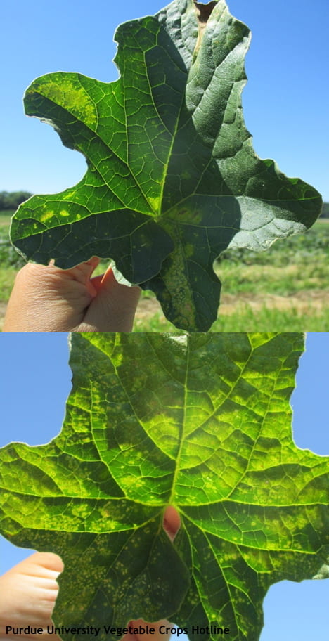 Manganese toxicity in cantaloupe leaves