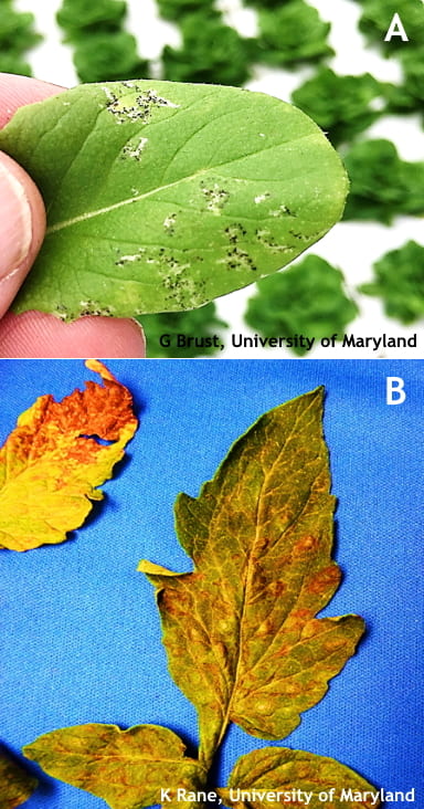 Figure 3. Lettuce leaf with thrips feeding (A) notice how the black flecks follow the feeding scars on the leaf and TSWV symptoms on tomato leaves (B)
