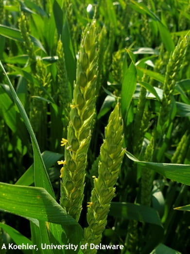 Figure 2. Wheat at beginning flowering (Feekes 10.5.1) with yellow anthers at the center of the head