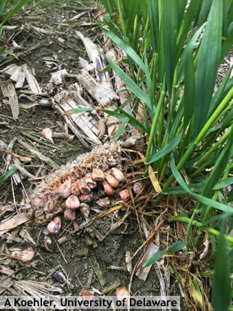 Figure 1. Corn stubble with Fusarium sporulation that can contribute to FHB in wheat. 