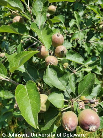 Fruits such as apples are prone to alternate bearing. A heavy crop as seen above may lead to a light crop the next year.