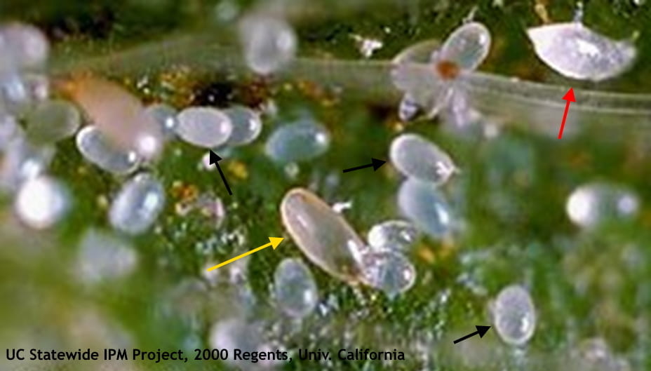 Figure 1. Adult female cyclamen mite (yellow arrow), eggs (black arrows) and larva (red arrow)
