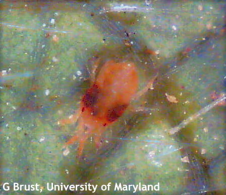 Figure 1. Overwintered two spotted spider mite female with orangish-red coloration.