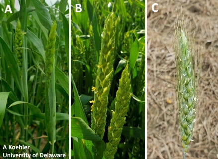 Figure 2. (A) Feekes 10.3; (B) anthesis, Feekes 10.5.1 (yellow anthers beginning flowering); (C) 4 days after anthesis (white anthers post flowering).