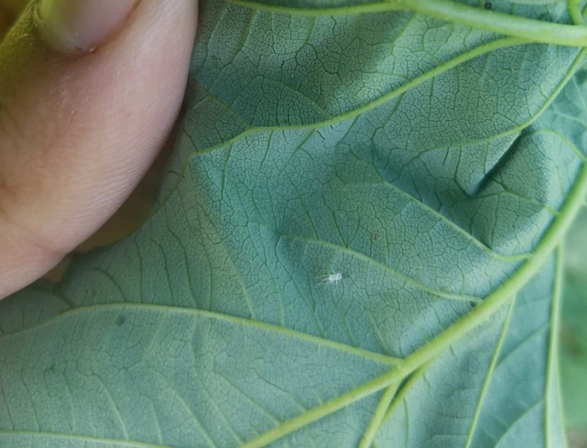 insect husk on leaf